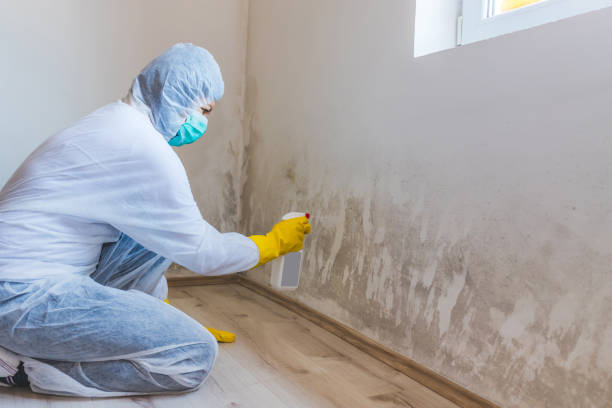 Licensed Mold Cleanup service in Farmville, NC - WQB Mold Removal